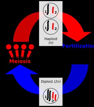 유성 생식을 하는 종의 생활환은 단상(상단)과 복상(하단) 단계를 반복한다