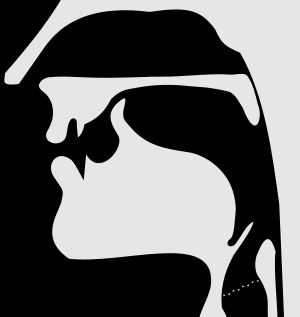 중앙 시상 단면도