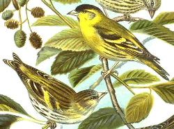 오리나무에서 먹이를 먹는 한 쌍 (수컷 위쪽), 나우만의 삽화