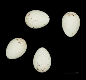 검은머리방울새(Spinus spinus)의 알