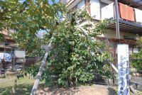 지로가키의 원목