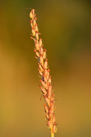 열매 맺는 꽃차례