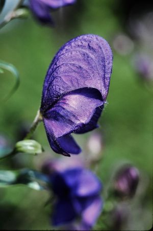 투구꽃, Aconitum napellus