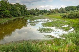 모라바강의 많은 우각호 중 하나