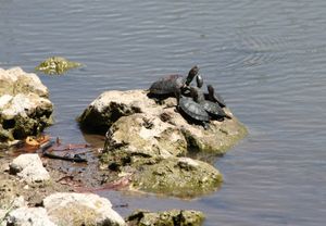 섬의 거북이 무리