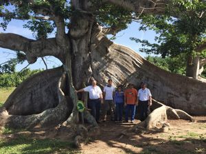 비에케스 섬(Vieques Island), 푸에르토리코의 매우 오래된 세이바 나무