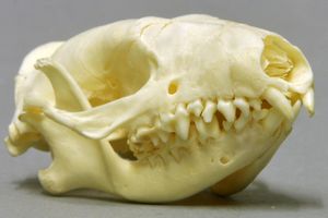 유럽고슴도치 두개골