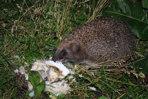 알타이 지방에서 촬영된 유럽고슴도치가 물고기 사체를 먹고 있다.