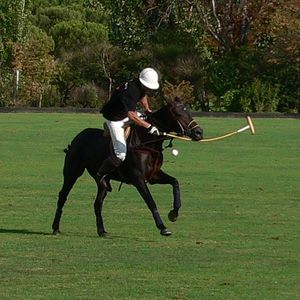 폴로에 사용되는 말을 "폴로 포니"라고 부른다.