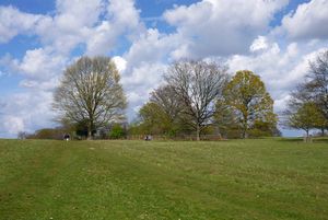 Multiple trees in a green field