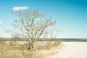 코네티컷주 스트랫퍼드의 쇼트 비치에 있는 나무