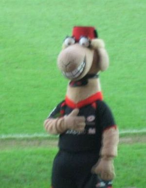 사라센스 마스코트 사리 더 카멜