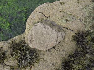 던툴름의 파도에 깎인 플랫폼에 있는 용각류 발자국