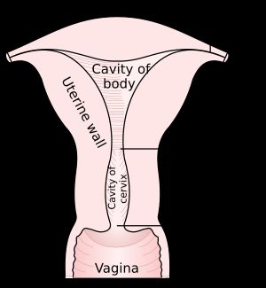 자궁과 질의 그림.