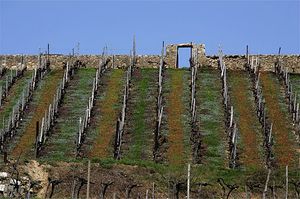 부드리 외곽의 포도원