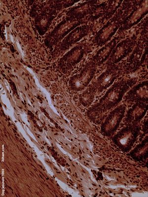 개 빈창자 (100배 확대)