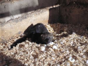 농부의 오리 닭장을 습격하는 피셔