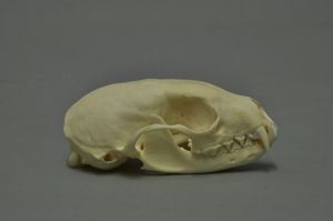 유럽솔담비 두개골