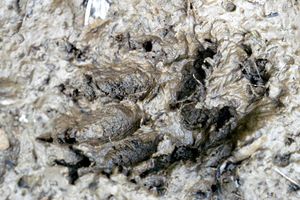 진흙 위의 발자국