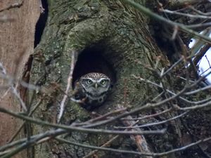 금눈쇠올빼미는 종종 나무 줄기 속에서 둥지를 튼다 (Strumpshaw Fen RSPB 보호 구역, 노퍽)