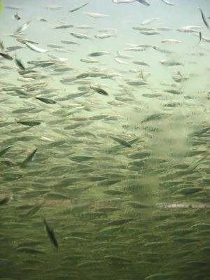 부화장에서의 생활이 끝날 무렵의 어린 연어