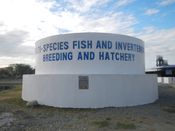 필리핀 팡가시난 주 알라미노스 루카프의 해양 연구소(RMaTDeC, 2011)의 다양한 어종 및 무척추동물 번식 및 양어장.