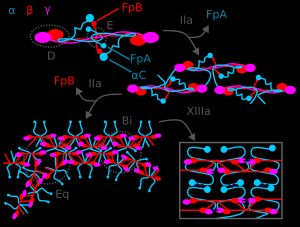 피브리노겐에서 피브린으로의 응고 과정