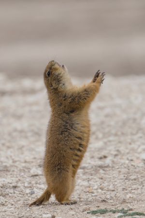 점프-입을 수행하는 검은꼬리프레리도그