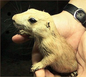 생후 6주 된 검은꼬리프레리도그