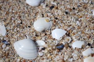 해변의 조개껍데기