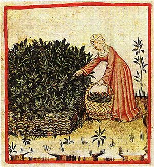 타퀴넘 사니타티스의 한 장면에서 세이지를 수확하는 모습