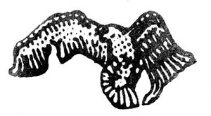 살라딘의 독수리는 바트당 신문 앗-타우라의 로고 역할을 했다.