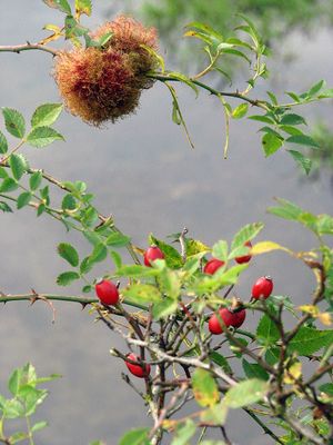 장미 혹벌이 개장미에 기생