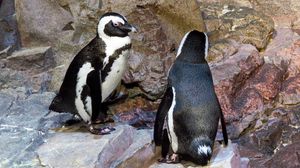 바위 위에 있는 펭귄 두 마리