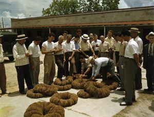1947년 플로리다주 타폰 스프링스의 해면 경매. 이 지역은 미국에서 그리스계 미국인의 비율이 가장 높다.