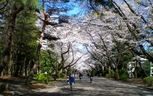 맥클린 거리의 벚나무 가로수