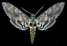 담배 박각시나방(Manduca sexta) 암컷 표본