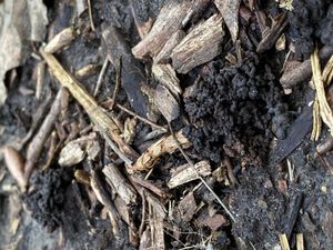 정원의 기존 토양 위에 쌓인 지렁이 배설물