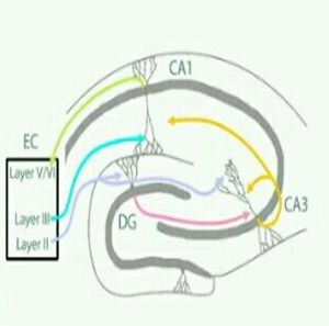 해마의 CA1와 인접한 세포들 사이의 상호작용