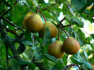 Dyrham Park에서 자라는 페리 배