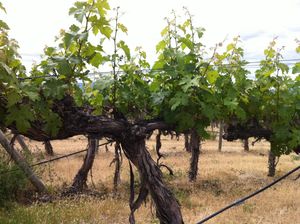 워싱턴 주의 카베르네 소비뇽, 야키마 밸리의 레드 윌로우 빈야드에 1973년에 심어짐.