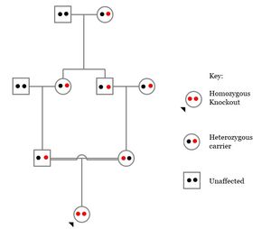 사촌 간의 결혼(두 보인자 모두 이형 접합 녹아웃을 보유하고 이중선으로 표시되어 교배)이 동형 접합 유전자 녹아웃을 가진 자손으로 이어지는 가계도