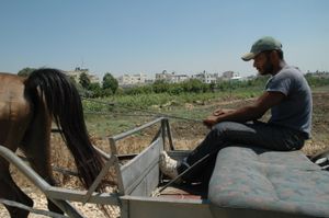 칼킬리야 근처의 팔레스타인 농부