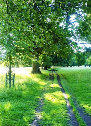 여름의 피닉스 파크