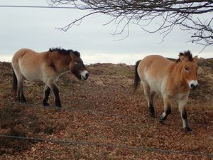 달고-뒤베리츠 보호구역의 프르제발스키말