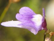 히메미미카키구사(U. minutissima)의 꽃