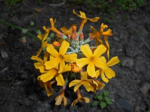 Primula auriantaca