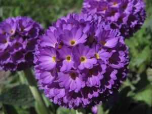 Primula denticulata