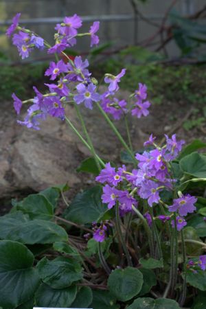 Primula megaseifolia