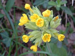 Primula veris